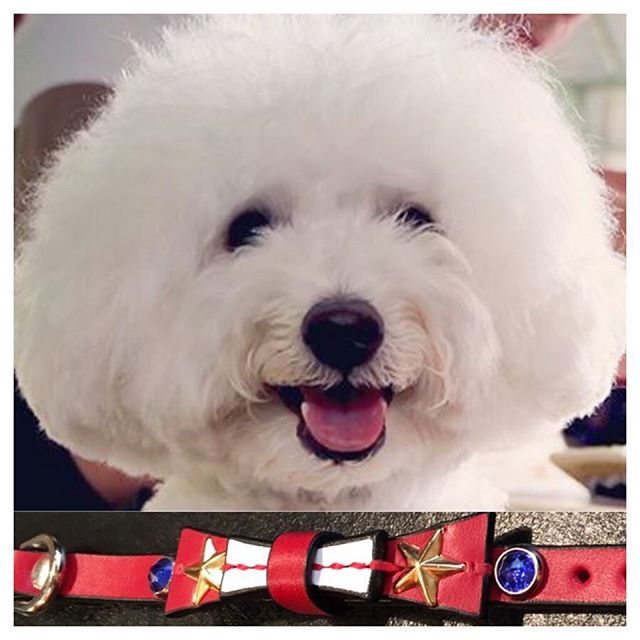 Leo-kun.・・・☆ROCK☆RIBBON☆COLLAR☆・☆JEWEL☆CUSTOM☆・#original#leather #accessories#dogcollar#bracelet #rock#ribbon#star#jewel#studs#handmade#kagoshima#dog#dogs#dogstagram#instadog#dogstagram#dogsofinstagram #poodle#toypoodle #toypoodlewhite#犬#首輪#ロック#リボン#星#プードル#トイプードル・・・☆色やスタッズに思いを込めてオーダーして頂きました☆・☆ありがとうございます☆