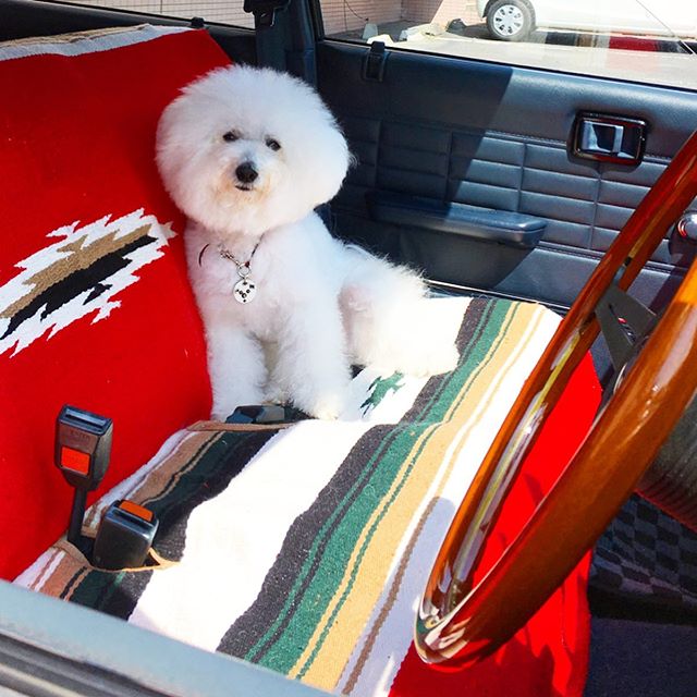 ☆好きな写真...バトンを頂きました☆・・・・・☆愛車に乗る愛犬ですね☆・・・☆エルビスとのお出掛けが1番テンション上がります☆・・・☆@chokiyo510 さん、バトンは置かせて頂きますね☆・#original #leather #accessories #dogcollar #dogleash #dogtag #studs #handmade #kagoshima #dog #dogs #dogstagram #instadog #doglife #poodle #maltese #bichonfrise #nissan #gloria #y30 #犬　#プードル　#マルチーズ　#ビションフリーゼ　#日産　#グロリア　#y30 #boøwy ・・・・・☆今週は、土日営業になります☆