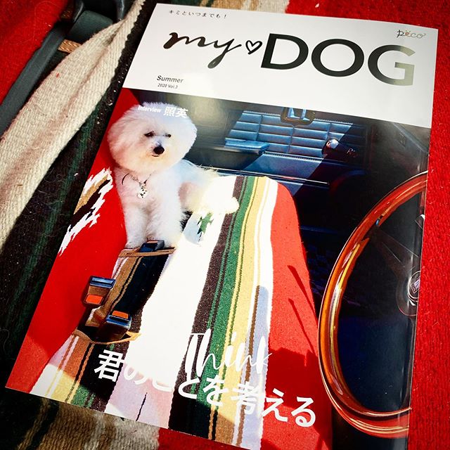 ☆My dog☆・・・・・☆エルビスも雑誌の表紙にしてもらいました☆・・・・・☆鹿児島は大雨ですが、本日も営業中です☆・・・ #original #leather #accessories #dogcollar #dogleash #dogtag #studs #handmade #kagoshima #dog #dogs #dogstagram #instadog #doglife #poodle #maltese #bichonfrise #nissan #gloria#mydog#elvis #犬　#わんこ #プードル#マルチーズ　#ビションフリーゼ　#エルビス#日産　#グロリア　#鹿児島