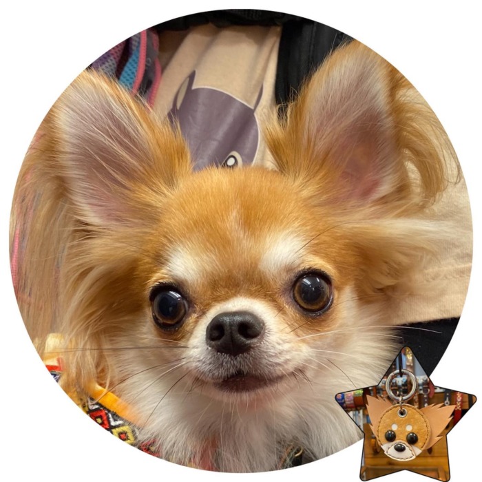 Towa-kun.・・・・・☆オリジナルキーホルダー☆・・・☆鹿児島も連日の雨ですが、本日も営業中です☆・・・#original#leather #accessories #dogcollar#dogleash#keyholder#chihuahua #chihuahualove #handmade#kagoshima#cutie#dog#dogs #dogstagram #instadog #doglover #doglife#犬#首輪#迷子札#キーホルダー#アクセサリー#チワワ#ロングコートチワワ #鹿児島