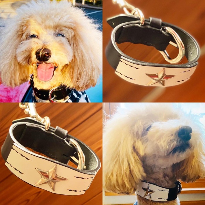 Maron-kun.・・・☆24mm幅☆÷☆モノクロ☆ワンスター☆・・・・・☆今週は、土曜日と日曜日の営業になります☆・#original #leather #accessories #dogcollar #star#studs ＃necklace #wristband #onestar #blackandwhite #handmade #kagoshima #japan #dog #dogs #dogstagram #instadog #doglife #doglover #poodle #toypoodle #犬 #首輪 #ネックレス #リストバンド　#プードル　#トイプードル #ワンスター　#星　#鹿児島