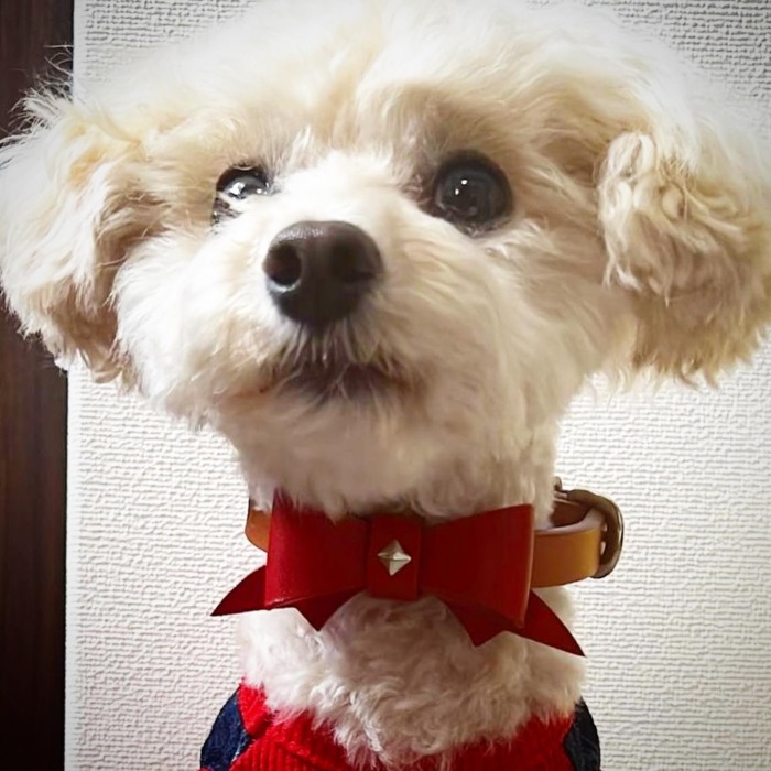 ・Maruhei-kun.・・・☆New ribbon collar☆・☆首輪はナチュラル リボンは赤☆・☆名前を刻印☆・・・・・ #original #leather #accessories #dogcollar #dogleash #necklace #dogtag #ribbon #studs #handmade #kagoshima #dog #dogs #dogstagram #instadog #doglover #dogfashion #poodle #toypoodle #teacuppoodle #bichonfrise  #鹿児島　  #犬　 #首輪　 #ネックレス #迷子札　 #リボン　 #プードル　 #トイプードル　 #ティーカッププードル