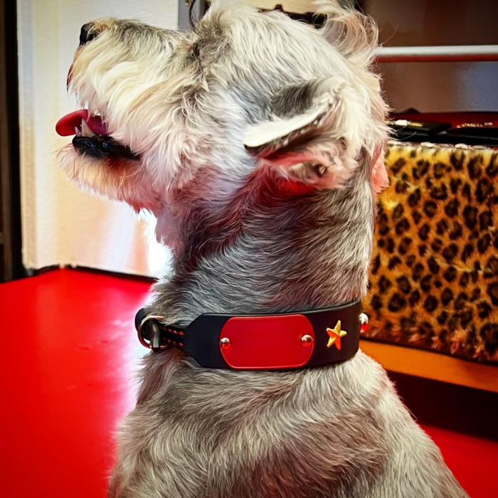 ・Luke-kun.・・・☆Dogtag collar☆・☆ドッグタグカラー☆・☆スタッズカスタム☆・・・・・☆今週は、日曜日のみの営業になります☆・☆2月3月は、日曜日のみの営業になります☆・ #original #leather #accessories #dogtag #rock #fashion #dogcollar #necklace #star #studs #handmade #kagoshima #dog #schnauzer #minitureschnauzer #dogstagram #instadog #doglover #犬 #シュナウザー #ミニチュアシュナウザー #ネックレス #迷子札 #首輪　 #星　 #リード　 #ロック #鹿児島